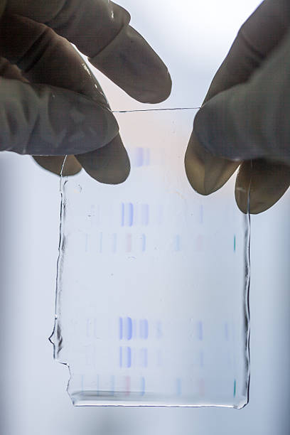 protéines exécutées sur gel sds-page - agarose photos et images de collection