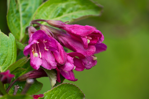 Macro photo Weigela florida plant. Pink stock