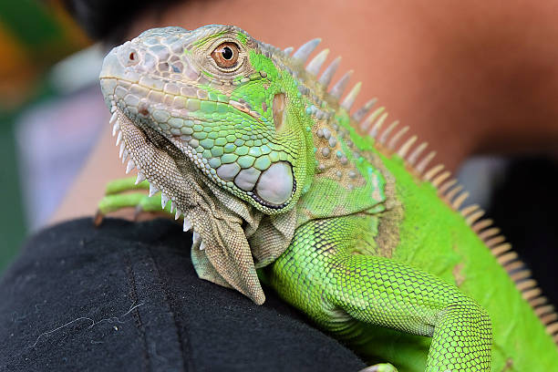 istock Green Iguana portrait Closeup on shoulder 588394414