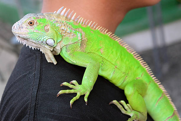 istock Green Iguana portrait Closeup on shoulder 588395132