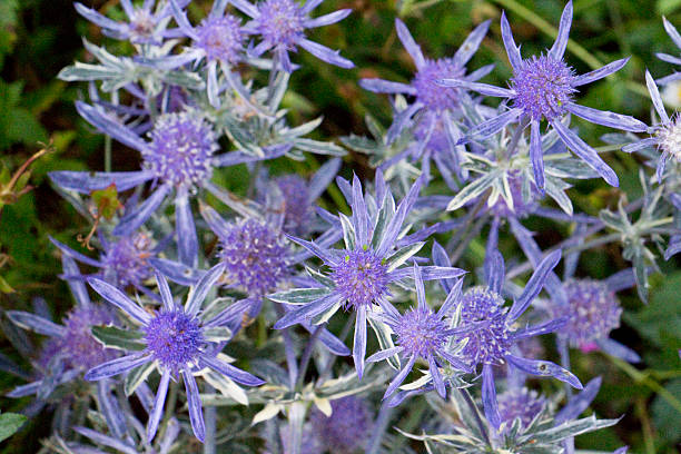 istock Eryngium Jade Frost 588395700