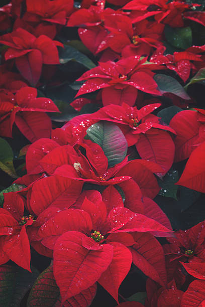 Poinsetia red flowers Flowerbed of red poinsetia flowers with waterdrops, retro toned red poinsettia vibrant color flower stock pictures, royalty-free photos & images