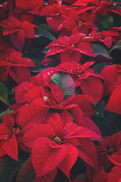 Flowerbed of red poinsetia flowers with waterdrops, retro toned
