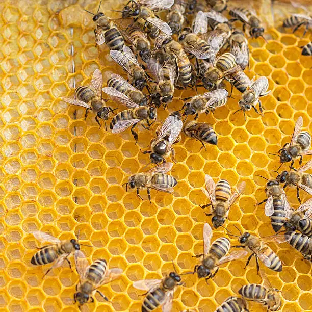 Ð group of bees in the combs and in the center the Queen bee