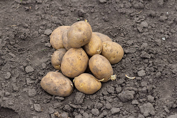 istock organic potatoes in the field 588396666