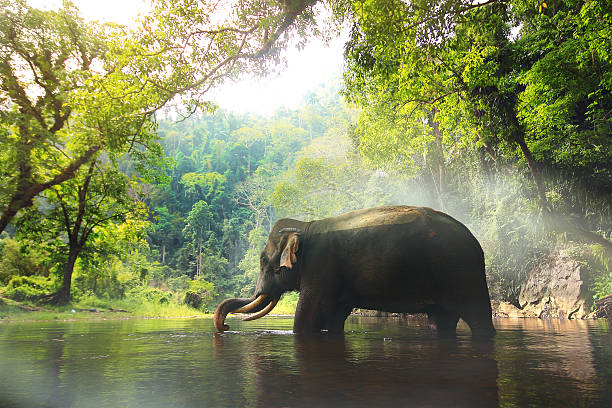 istock Wild elephant in the beautiful forest 588397038
