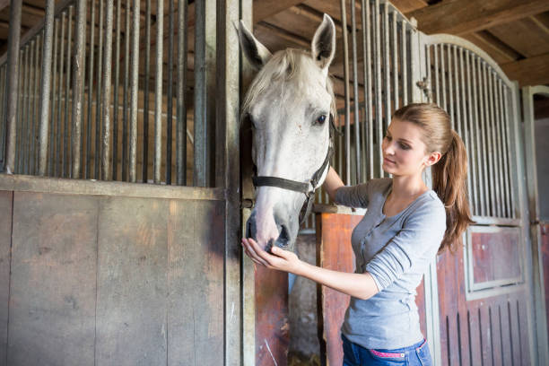 woman feeding horse at stable stall - horse stall stable horse barn imagens e fotografias de stock