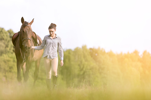 Loving moments of two horses head to head - Stock Image