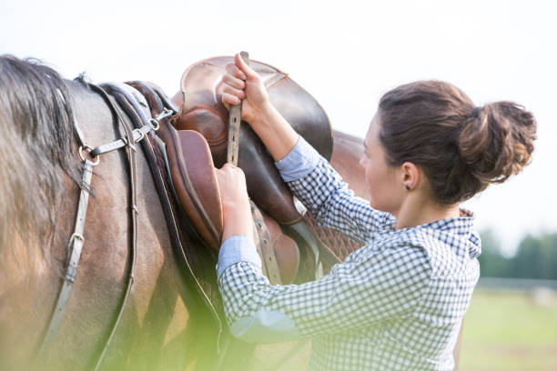 Woman tightening horse saddle for horseback riding  animal care equipment photos stock pictures, royalty-free photos & images