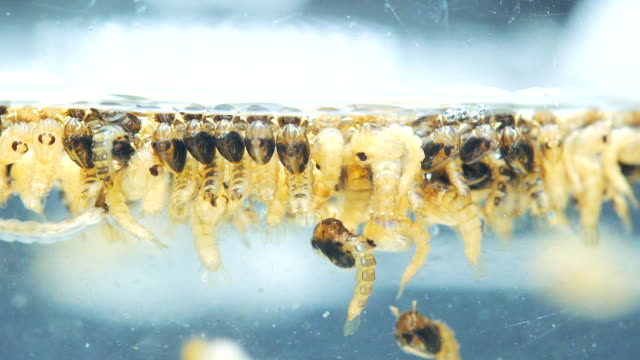 Aedes aegypti Mosquito Pupa