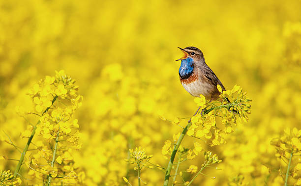 bluethroat cantando in un campo di stupro - birdsong foto e immagini stock