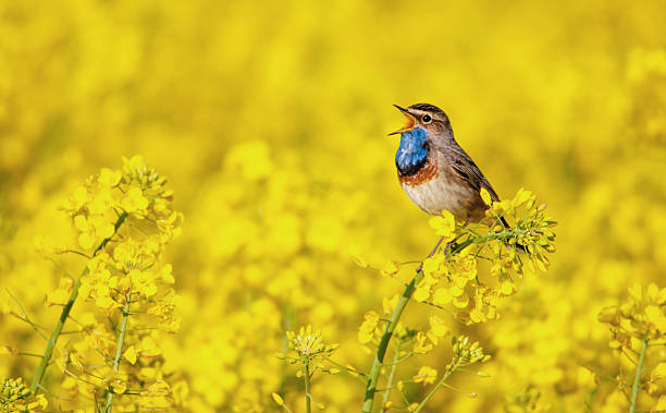 bluethroat singing in a rape field bluethroat singing in a rape field birdsong photos stock pictures, royalty-free photos & images