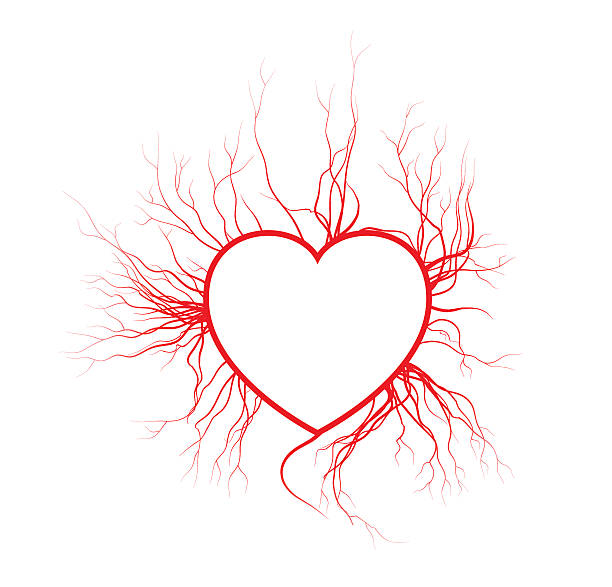 ludzkie żyły z sercem, czerwone naczynia krwionośne miłości valentine design. - heart shape human vein love human artery stock illustrations