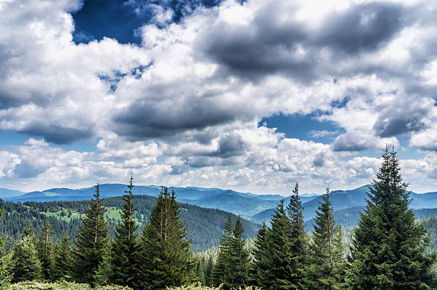 istock Mountain species on the route to Mount Hoverla 588575308
