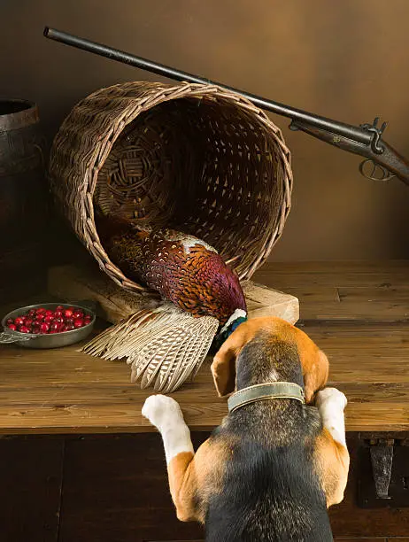 Young Beagle having a first experience as a hunting dog