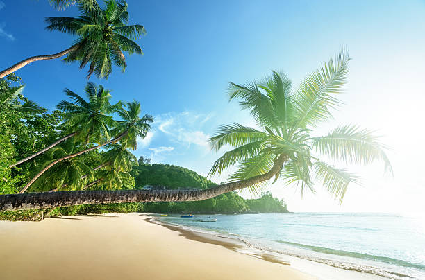 istock sunset on the beach, Mahe island, Seychelles 588579202