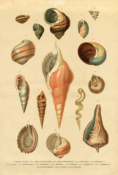 다른 달팽이 껍질 연체 동물의 컬렉션 - sea snail stock illustrations