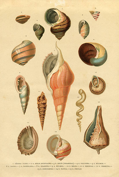 collection of different snail shells mollusk - seashell illüstrasyonlar stock illustrations