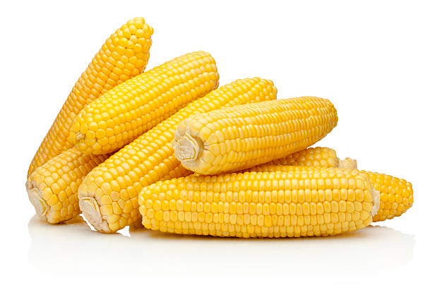 épi de maïs prêts à éclater œil isolé sur fond blanc - corn on the cob macro corn crop freshness photos et images de collection