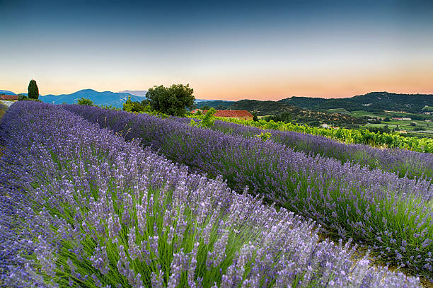 istock Lavender fileds in the sunrise 588580664