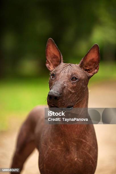 Raza Xoloitzcuintli Perro Mexicano Sin Pelo El Día De Verano Foto de stock y más banco de imágenes de Xoloitzcuintli - iStock Raza Xoloitzcuintli Perro Mexicano Sin Pelo El Día De Verano Foto de stock y más banco de imágenes de Xoloitzcuintli - iStock