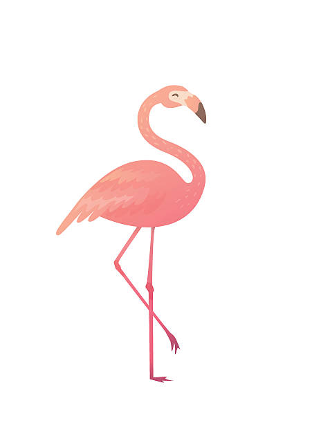 illustrations, cliparts, dessins animés et icônes de illustration vectorielle d’un flamant rose. - feather pink white isolated