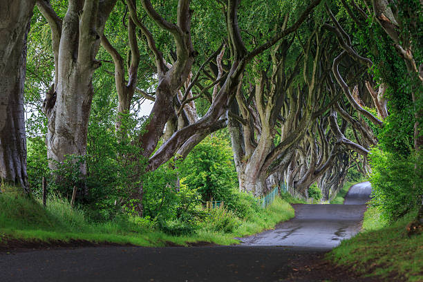istock The Dark Hedge, Northern Ireland. 588583038
