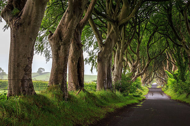 istock The Dark Hedge, Northern Ireland. 588583044