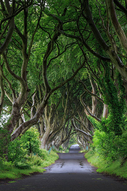 istock The Dark Hedge, Northern Ireland. 588583102