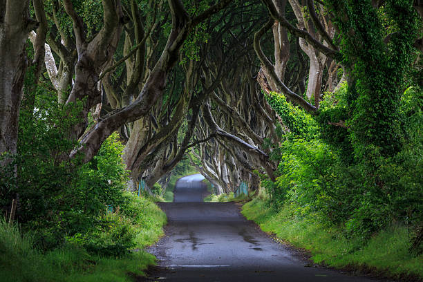 istock The Dark Hedge, Northern Ireland. 588583206
