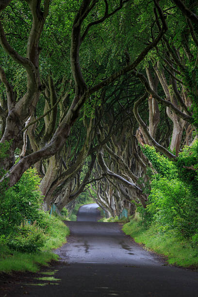istock The Dark Hedge, Northern Ireland. 588583246