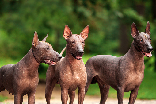 Horizontal portrait of three dogs of Xoloitzcuintli breed, mexican hairless dogs of  black color of standart size, standing outdoors on ground with green grass and trees on background on summer sunny day