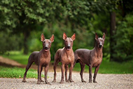 Horizontal portrait of three dogs of Xoloitzcuintli breed, mexican hairless dogs of  black color of standart size, standing outdoors on ground with green grass and trees on background on summer sunny day