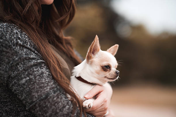 istock Puppy chihuahua closeup 588584568