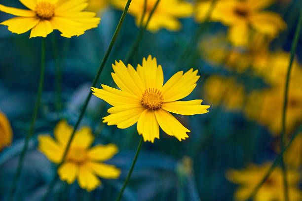 istock bright yellow coreopsis flower close-up 588585124
