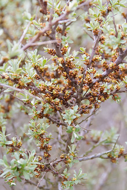 istock Sea Buckthorn (Hippophae rhamnoides) 588585350