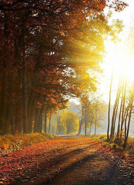 istock Beautiful Autumnal park. 588586158