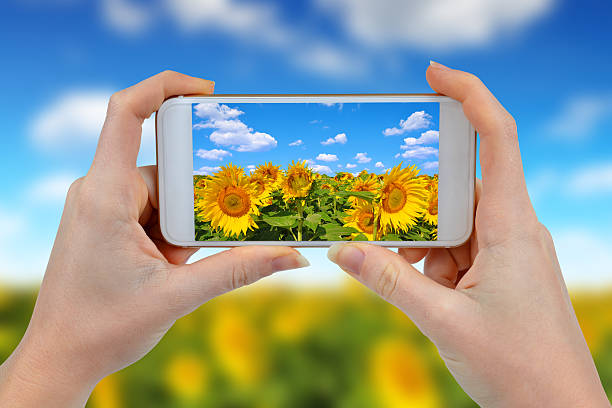 istock Person is taking photo sunflower field 588586856