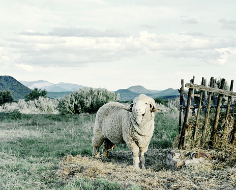 Merino Sheep farming in South Africa was born in 1789 when six Spanish Merinos were donated by the Dutch, and today it forms a crucial part of the Karoo Economy.