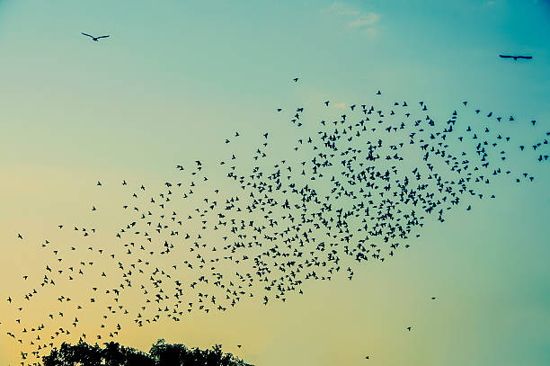 istock Flock of birds in the sky at sunset 588587784