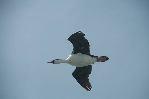 istock South Georgian Imperial Shag in Flight 588588404