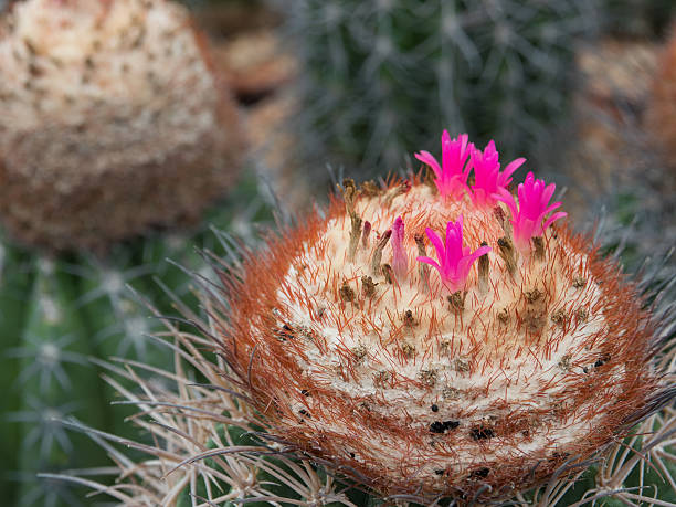 istock Blossom pink melocactus flower 588588446