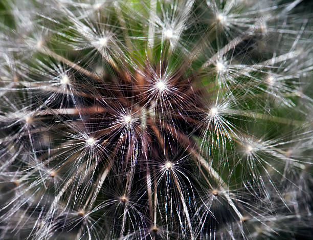 istock Close up of a Dandelion 588588766