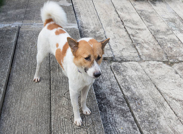 istock Bangkeaw Thai dog 588588812