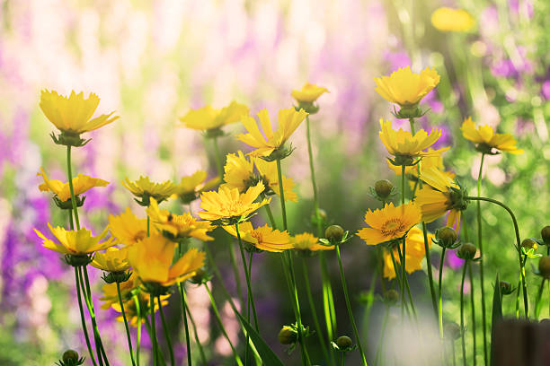 istock cute yellow coreopsis flowers in a garden 588589208