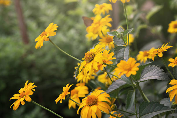 istock yellow coreopsis in a garden 588589418