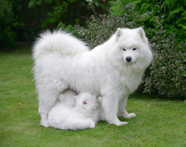 istock Samoyed dog on the lawn with her puppies 588589582