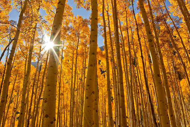 le soleil éclate à travers un bosquet de trembles d’automne - aspen colorado photos et images de collection