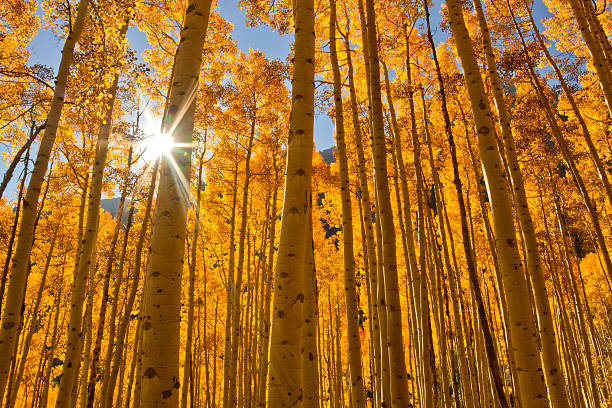 Sun bursting through a grove of Fall Aspen Trees The sun shines through a grove of Aspen Trees during the Fall season in the mountains of Colorado aspen colorado stock pictures, royalty-free photos & images