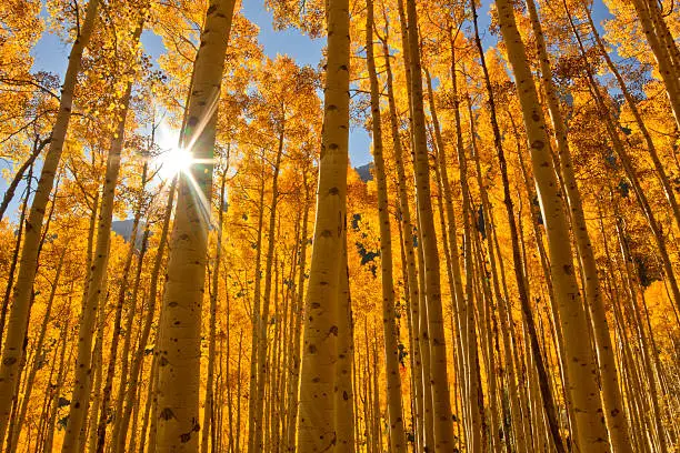 The sun shines through a grove of Aspen Trees during the Fall season in the mountains of Colorado